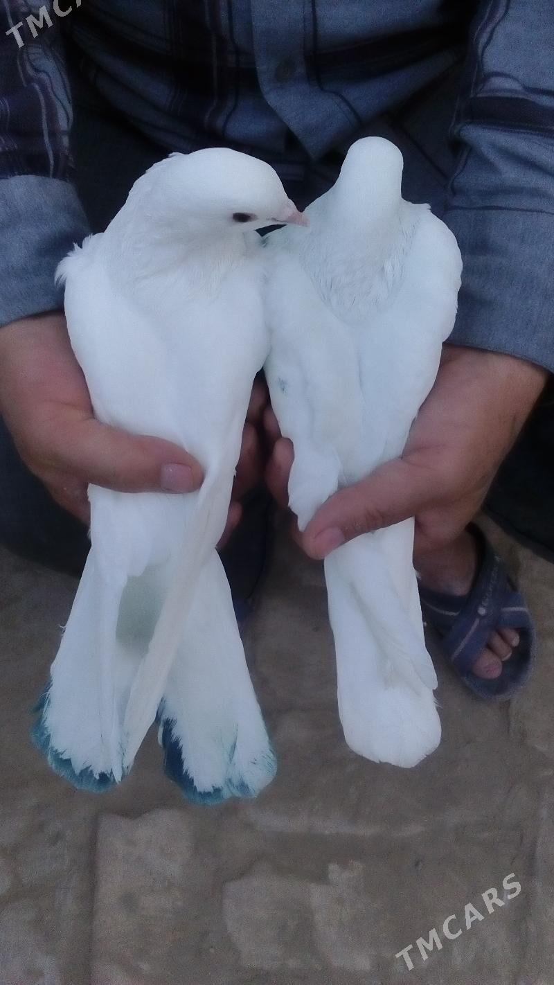 aklar - Türkmenabat - img 3