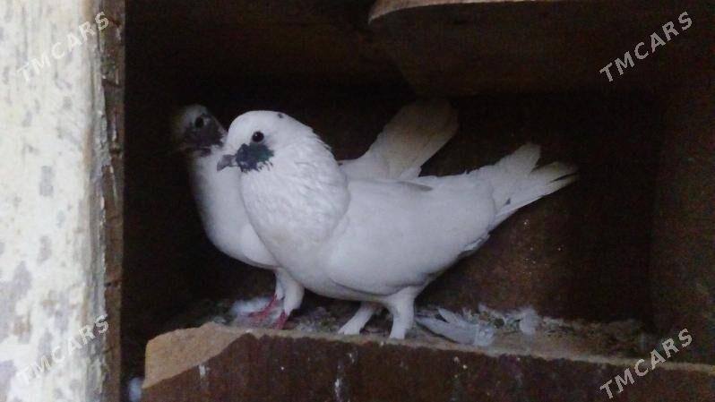 aklar - Türkmenabat - img 8