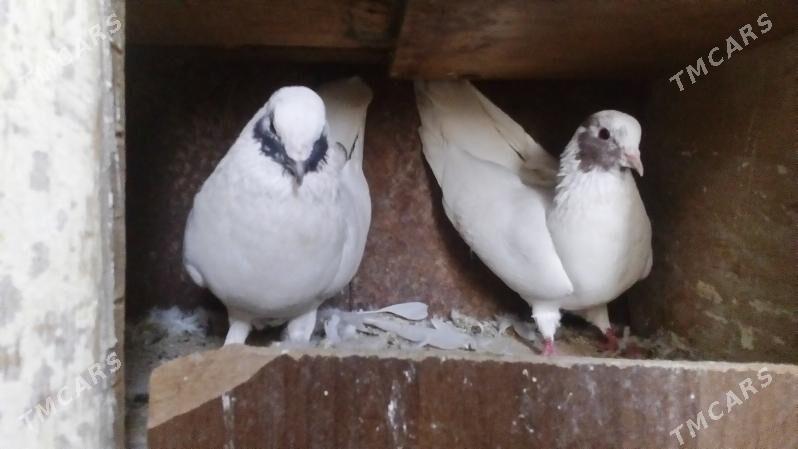 aklar - Türkmenabat - img 6