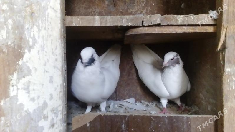 aklar - Türkmenabat - img 7