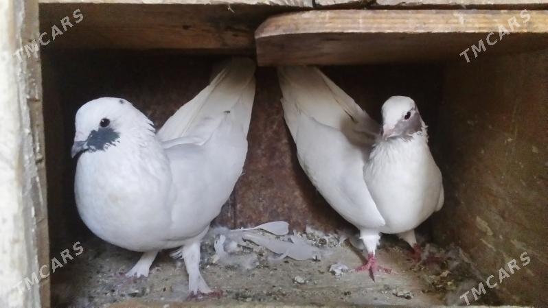 aklar - Türkmenabat - img 5