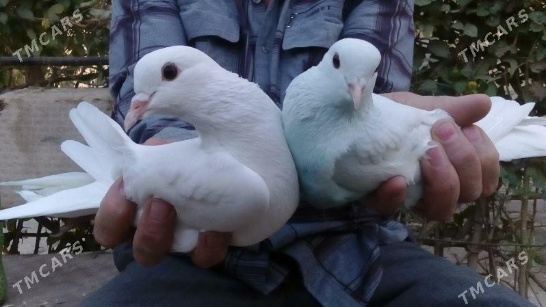 aklar - Türkmenabat - img 1