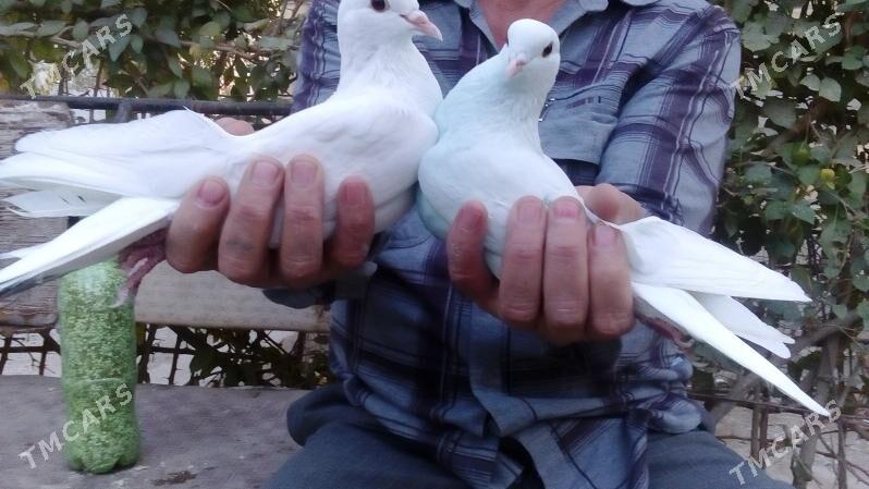 aklar - Türkmenabat - img 4