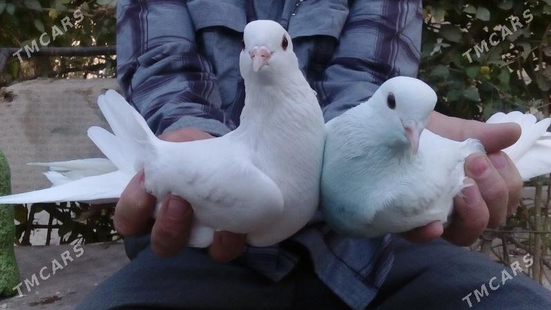 aklar - Türkmenabat - img 2