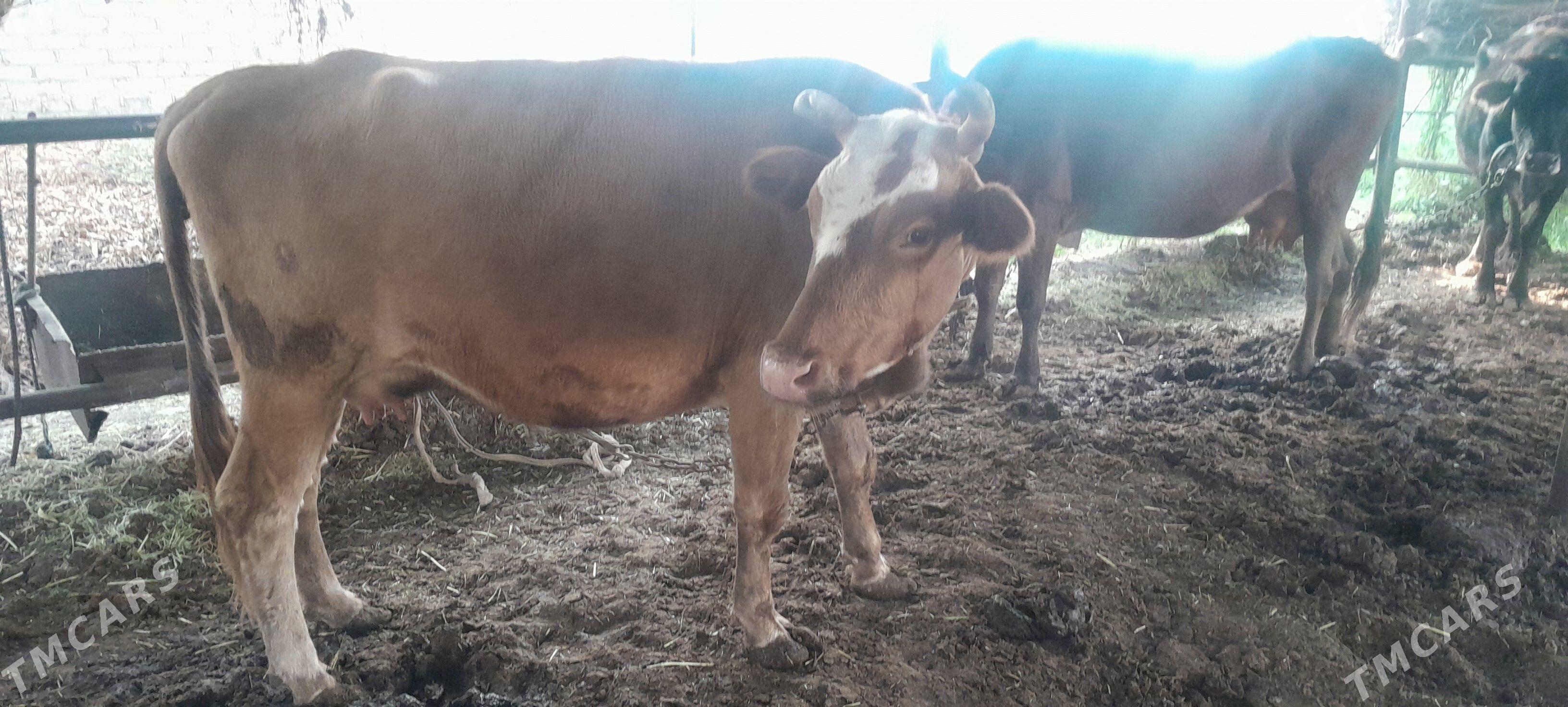 goleli sygyr - Wekilbazar - img 2