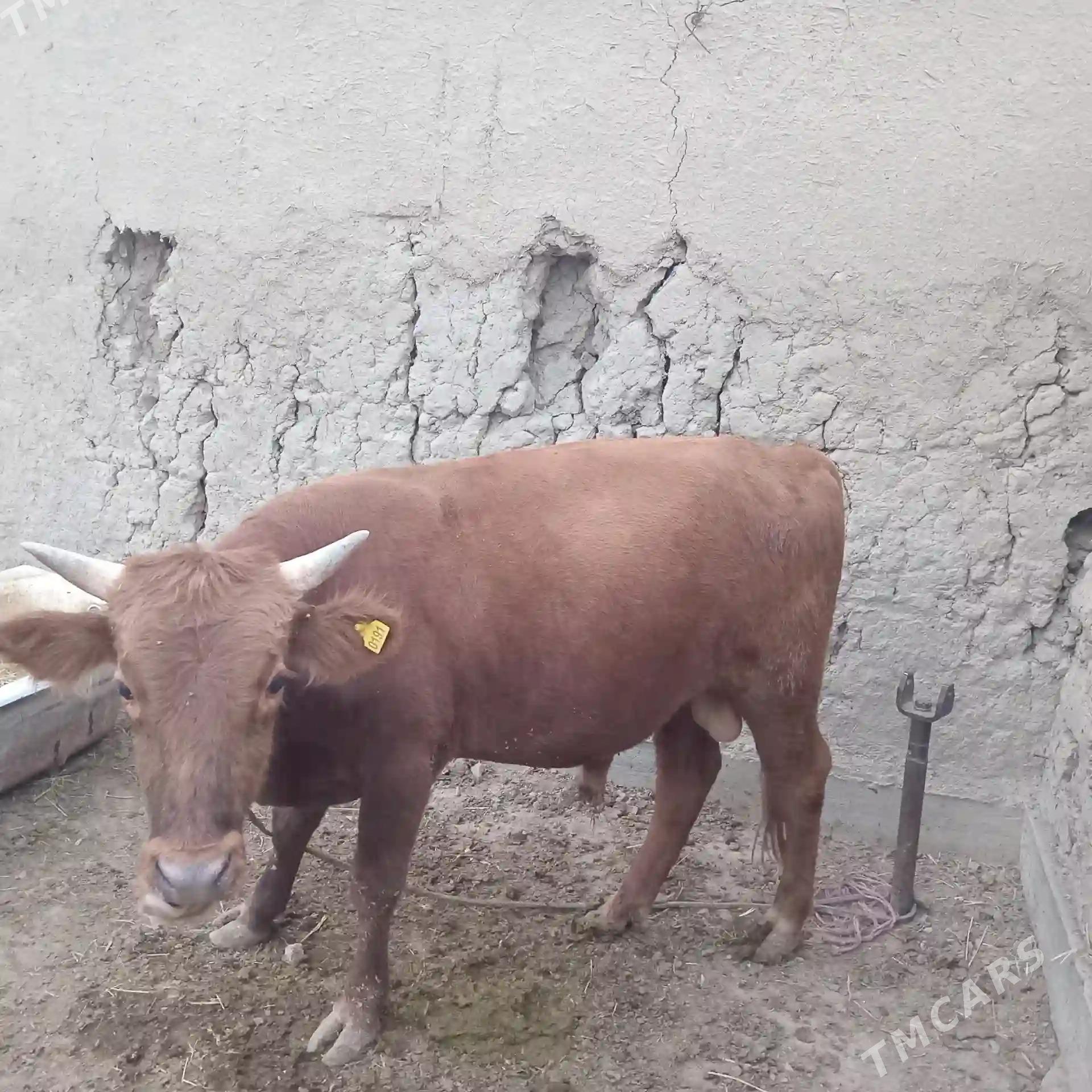 Öküz - Кака - img 1