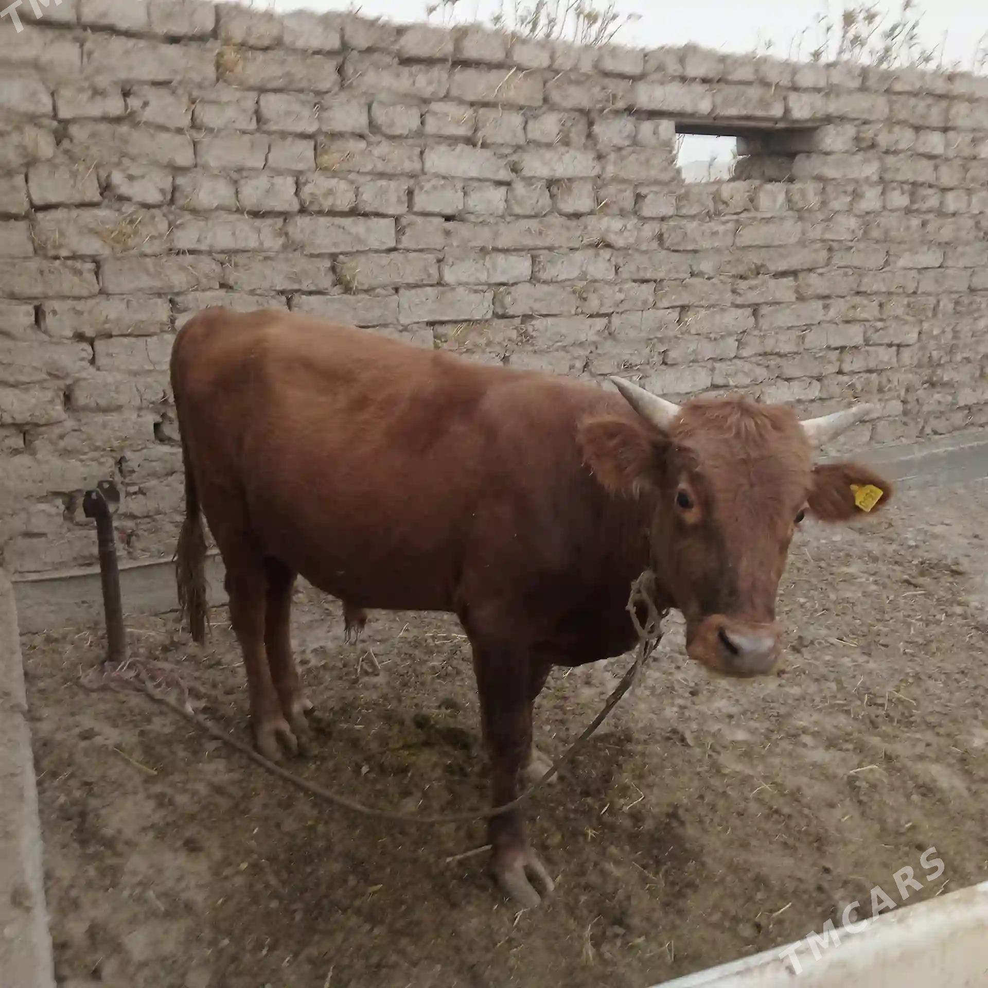 Öküz - Кака - img 2