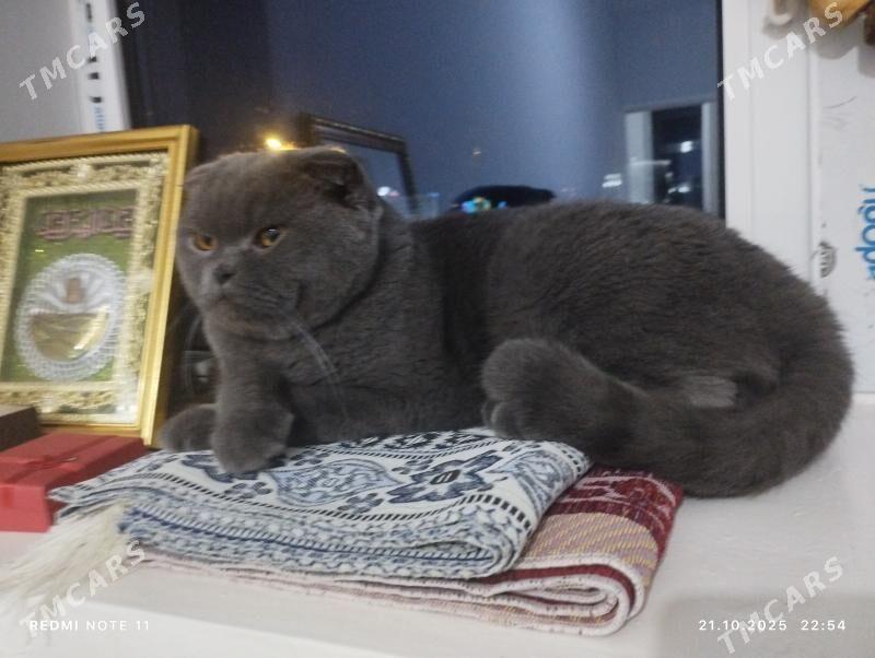 Shotland yatyk gulak pisigi - 3 mkr - img 2