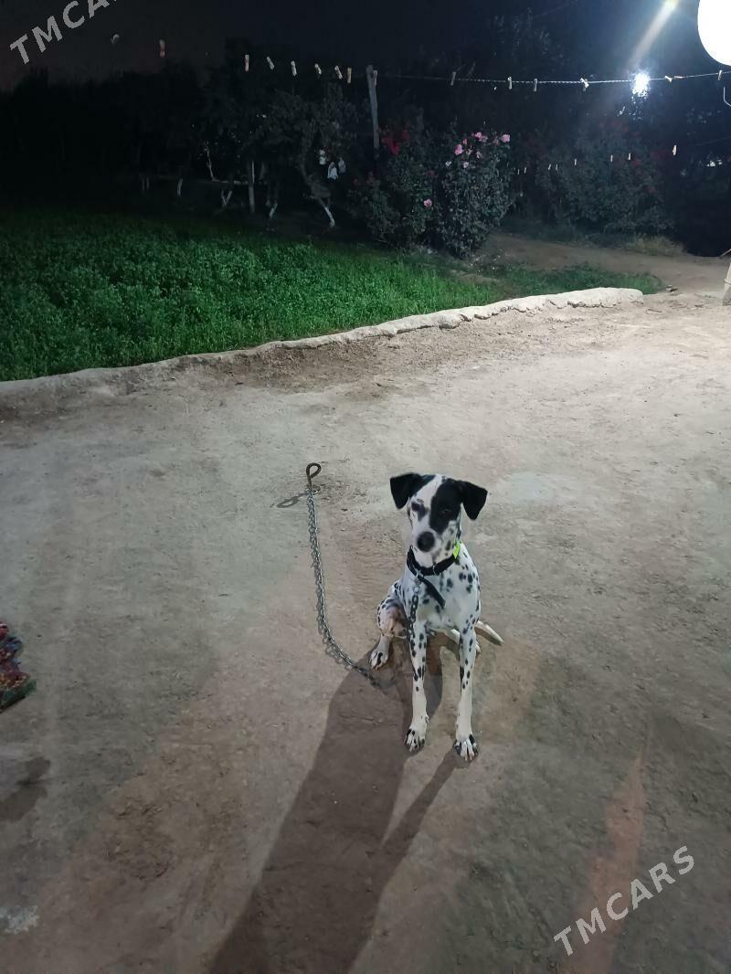 İtler - Фарап - img 2