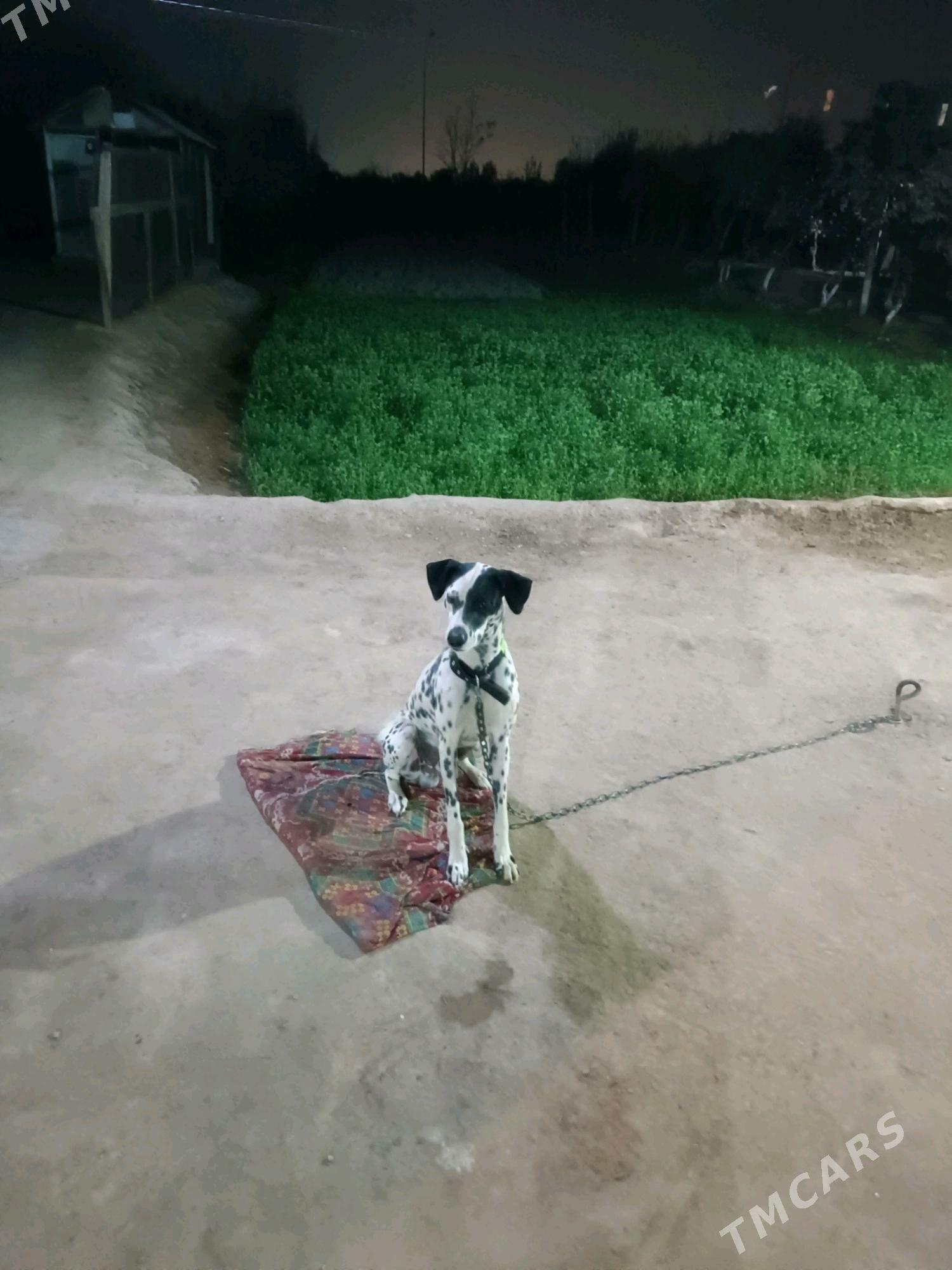 İtler - Фарап - img 3