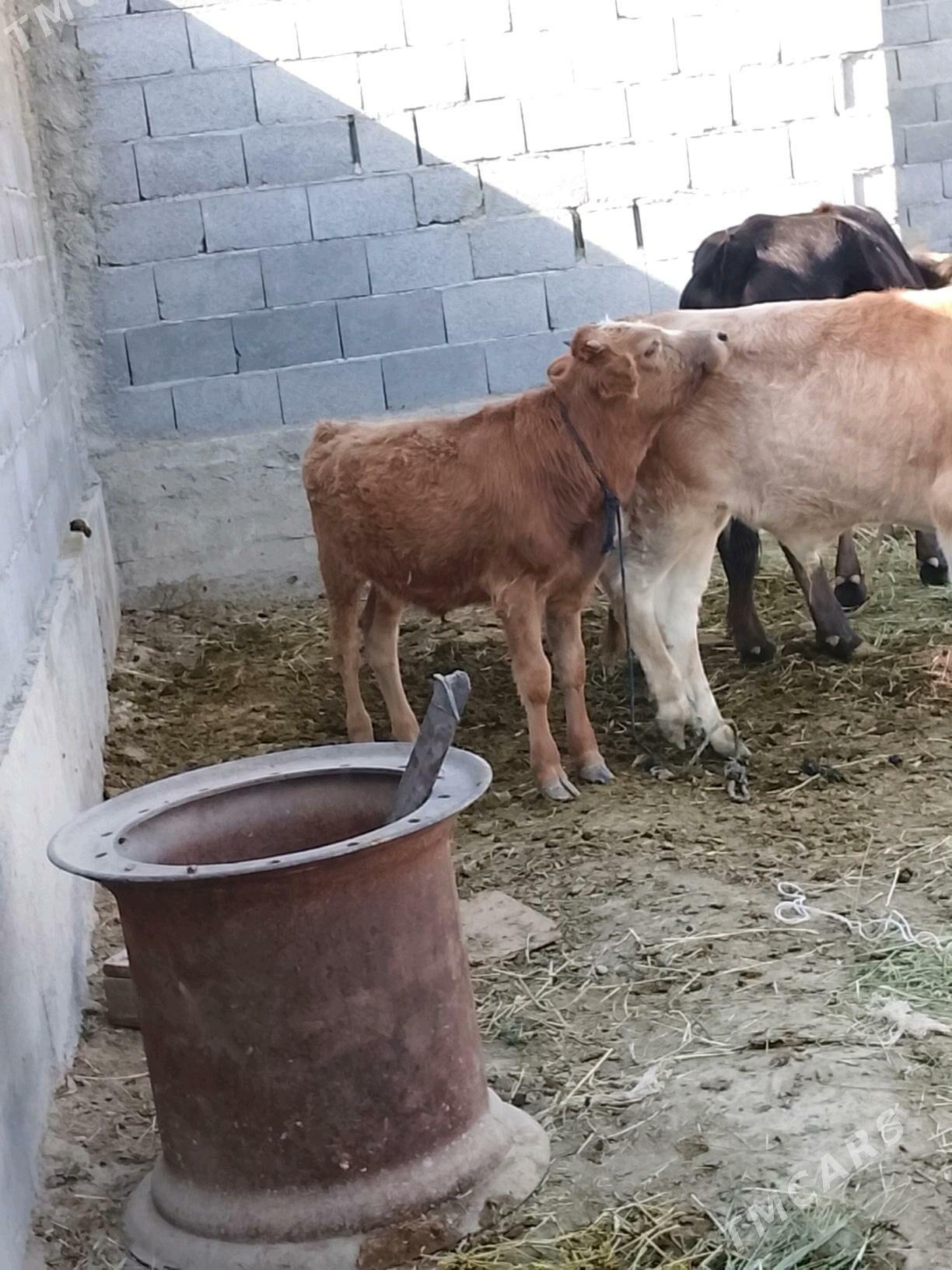 okiz - Bäherden - img 1