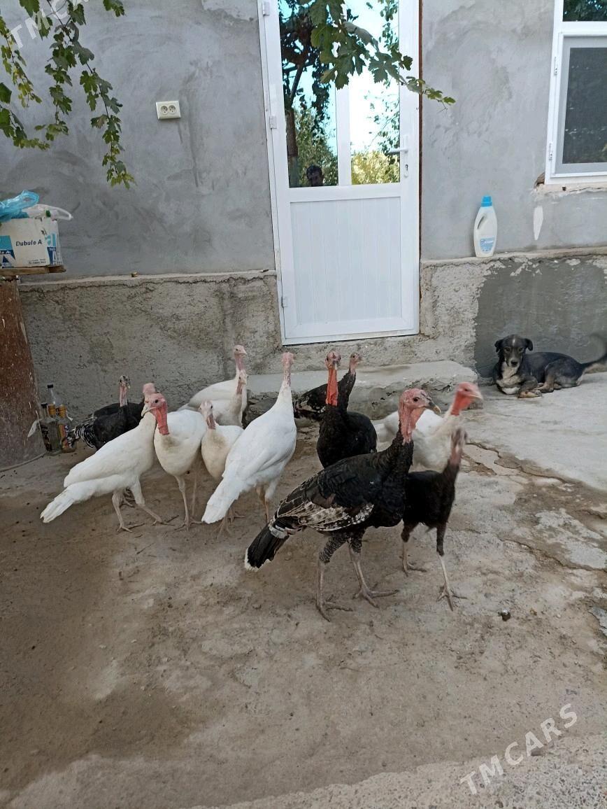 induk tovuk horaz - Magdanly - img 2