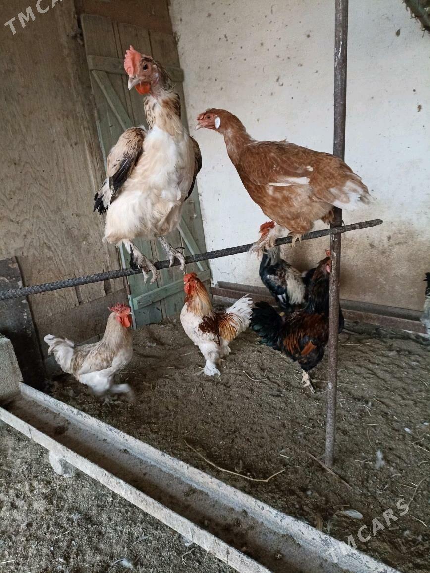 induk tovuk horaz - Magdanly - img 6