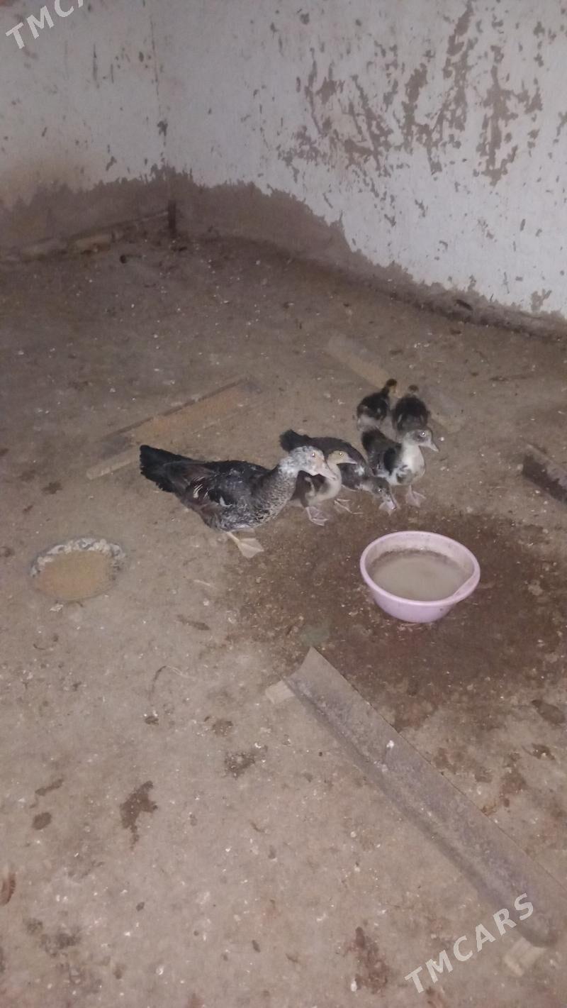 Induşka - Şabat etr. - img 1