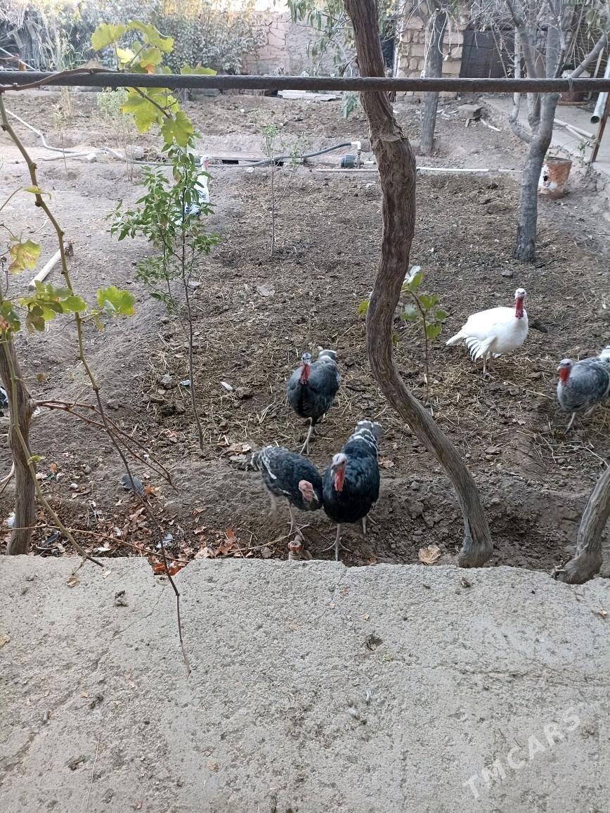 induk tovuk horaz - Magdanly - img 3