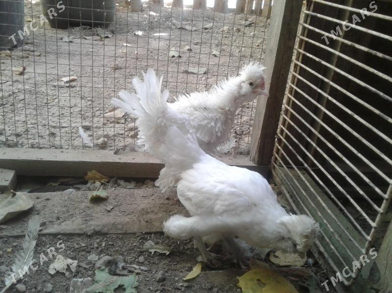 karlik jüyje - Bekrewe - img 2