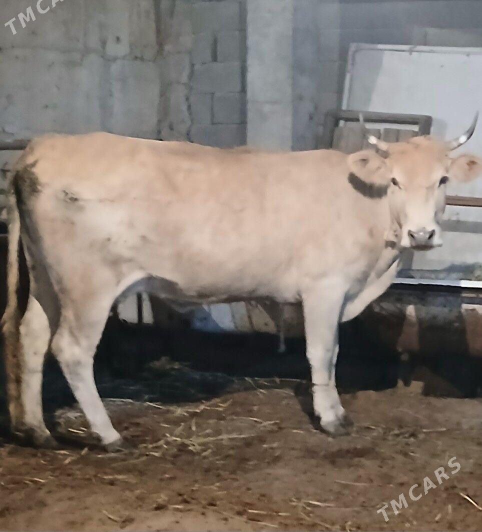 GYSYR SYGYR - Гёкдепе - img 3