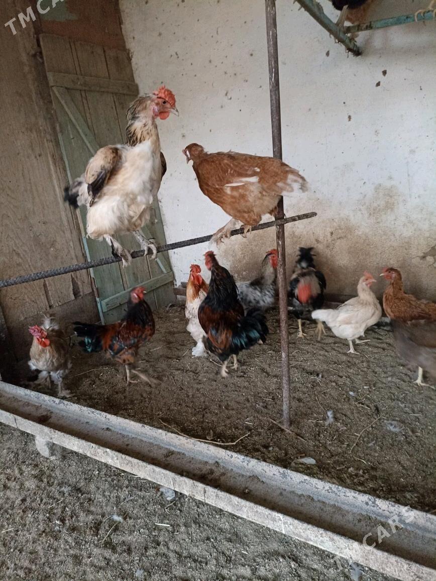 induk tovuk horaz - Magdanly - img 5