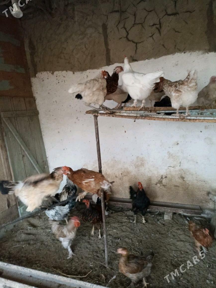 induk tovuk horaz - Magdanly - img 4