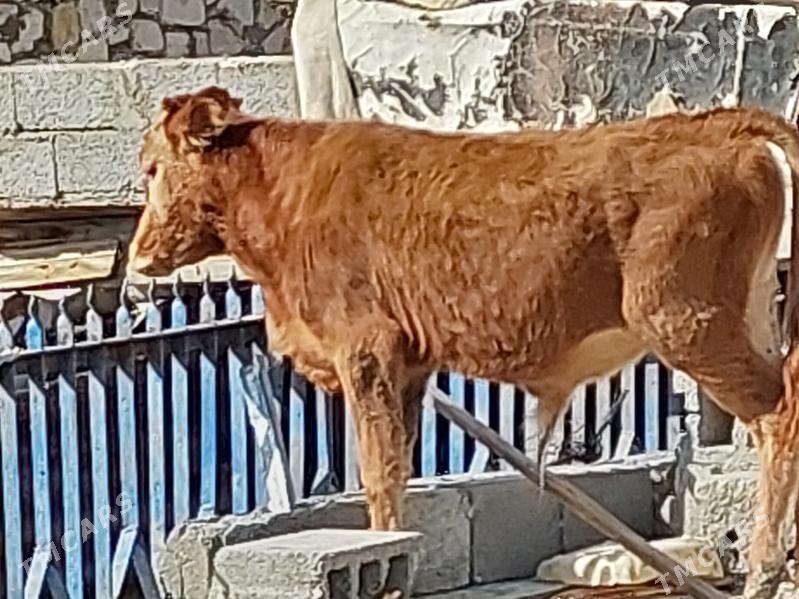 okuz - Балканабат - img 2