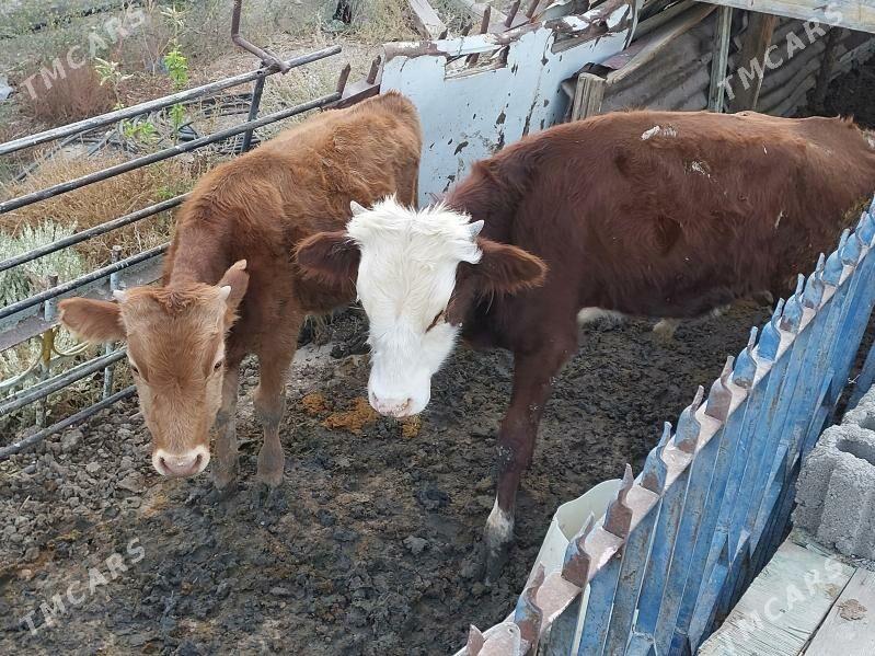 okuz - Балканабат - img 4