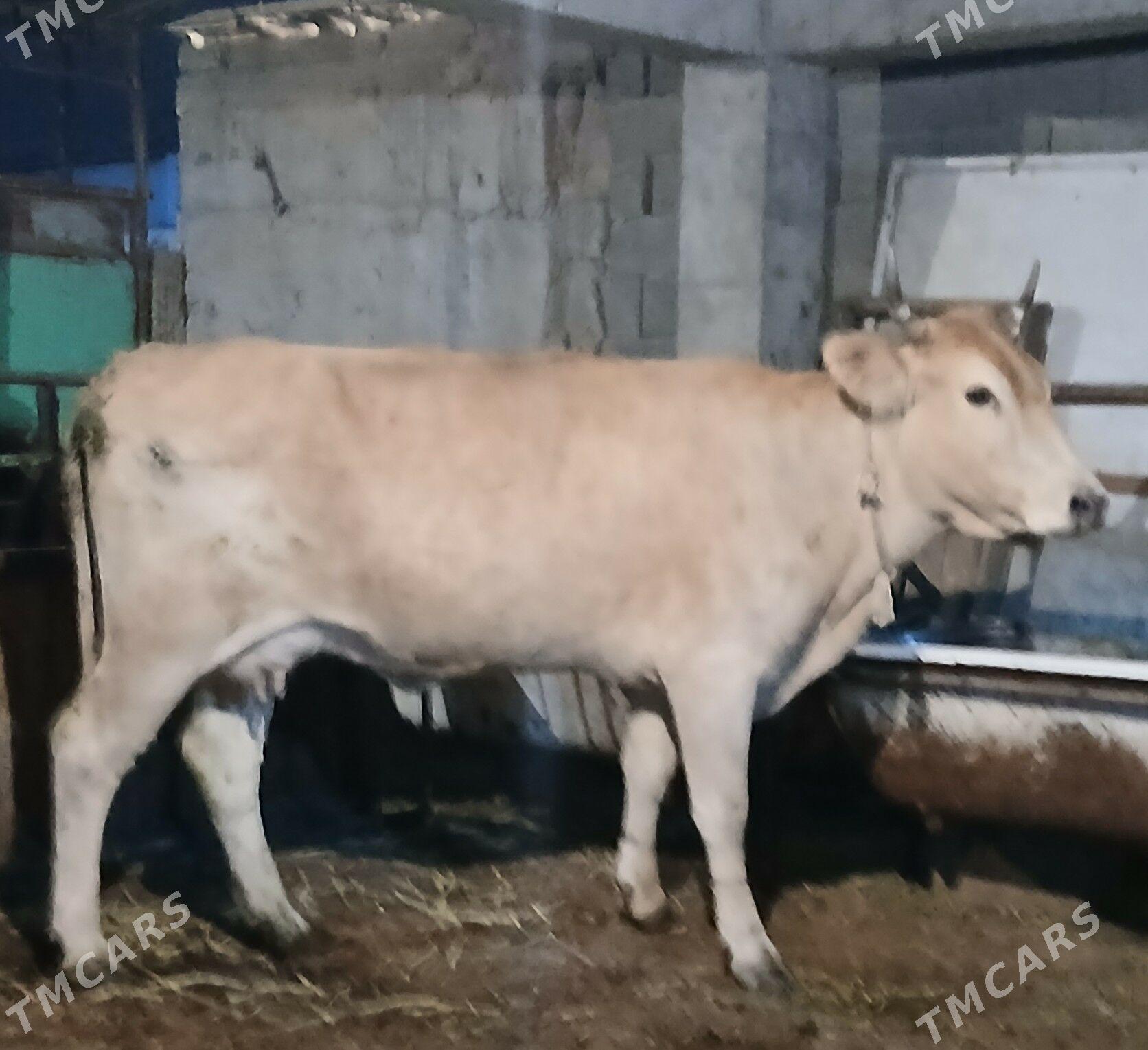 GYSYR SYGYR - Гёкдепе - img 2