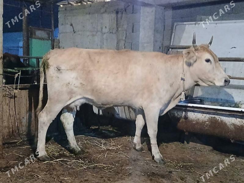 GYSYR SYGYR - Гёкдепе - img 1