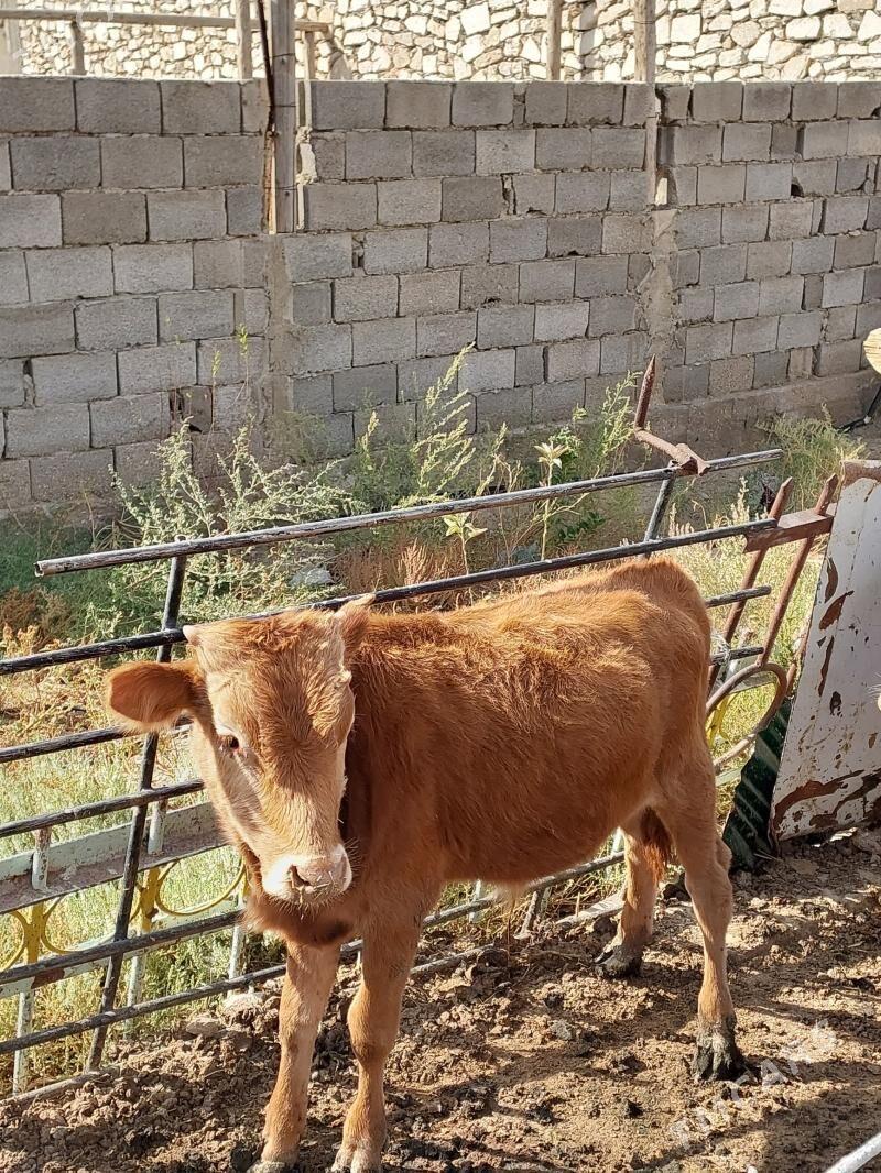 okuz - Балканабат - img 5