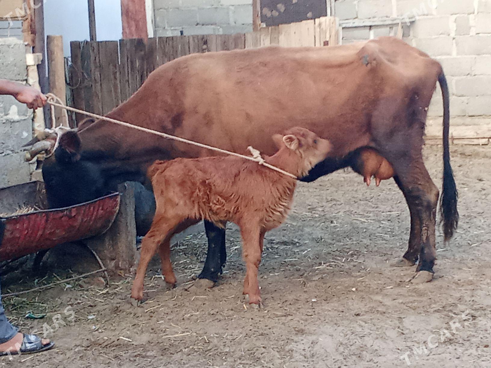 goleli sygyr - Gumdag - img 1