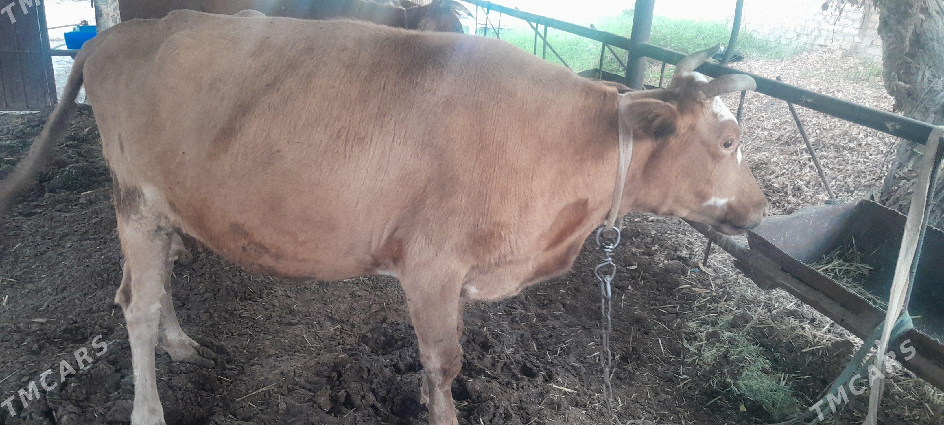 goleli sygyr - Wekilbazar - img 3