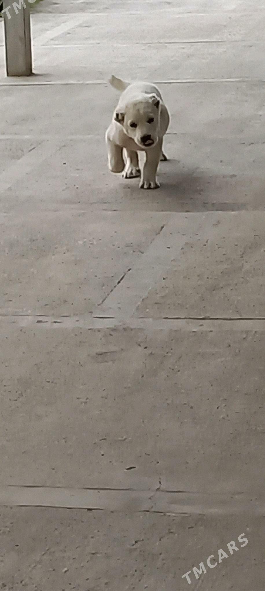 it - Aşgabat - img 1