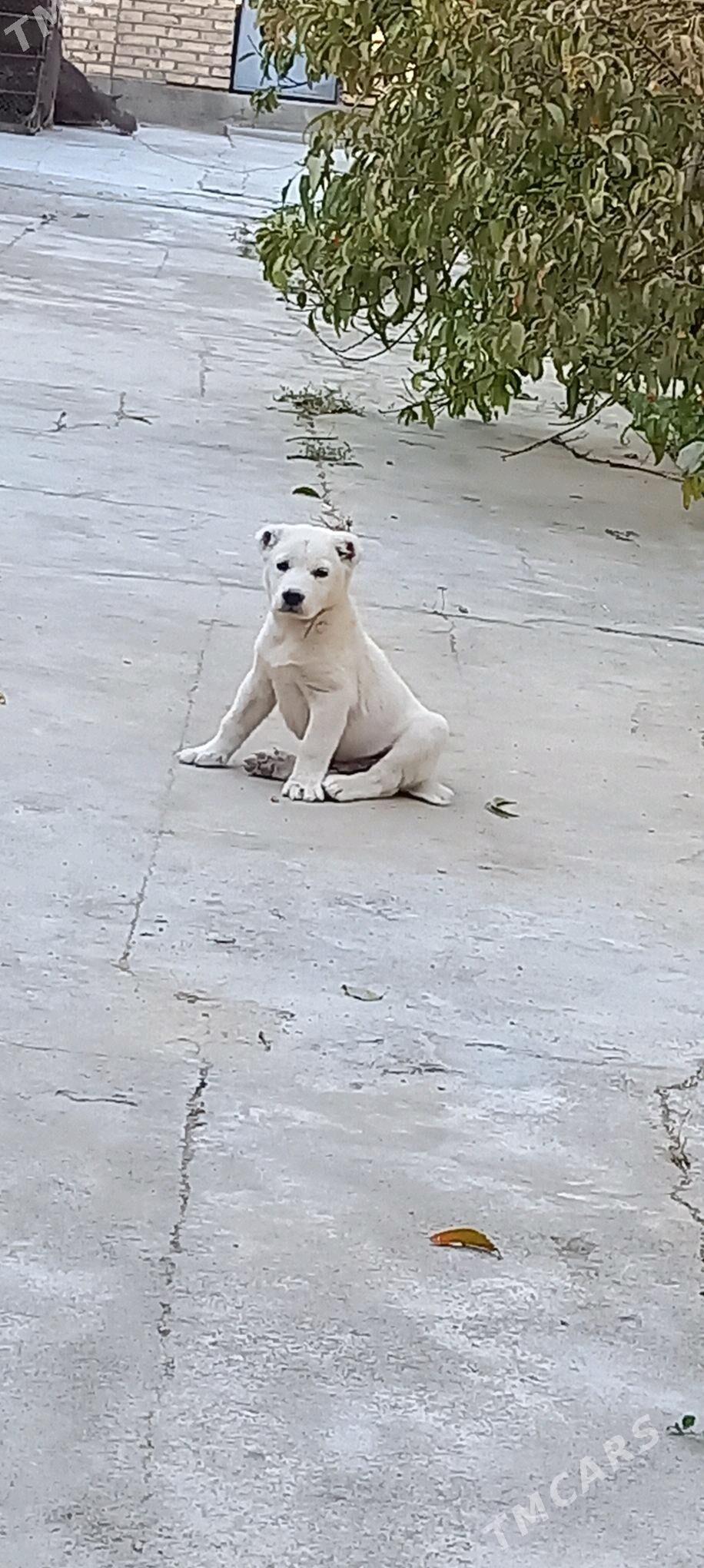 it - Aşgabat - img 2