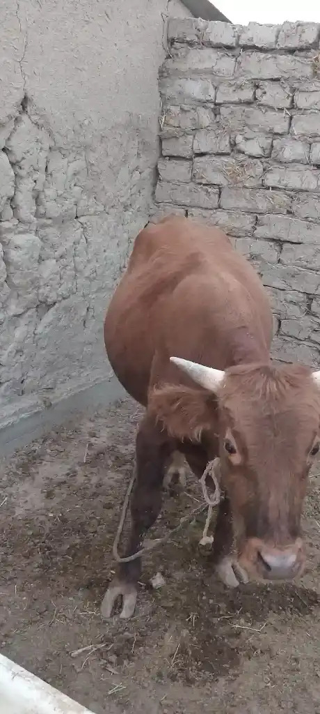 Öküz - Кака - img 3