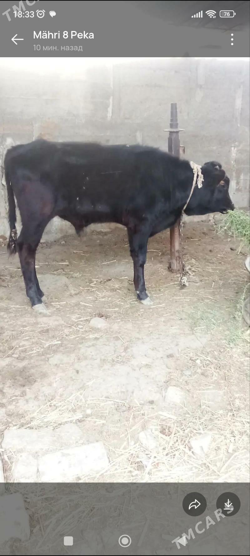 öküz - Ак-Бугдайский этрап - img 4