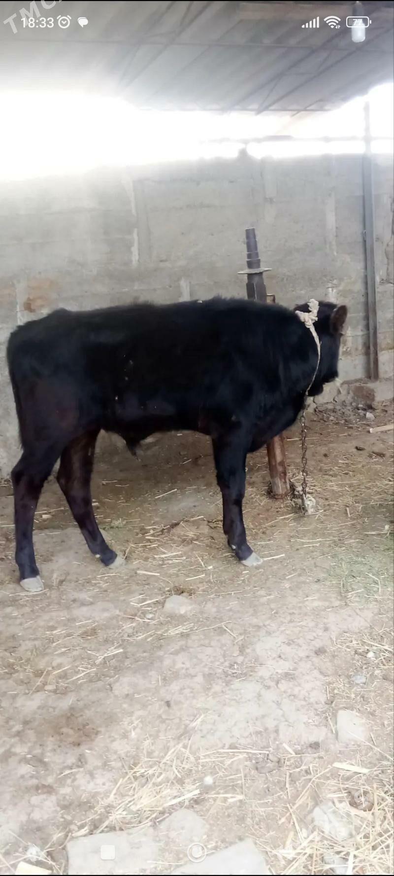 öküz - Ак-Бугдайский этрап - img 2