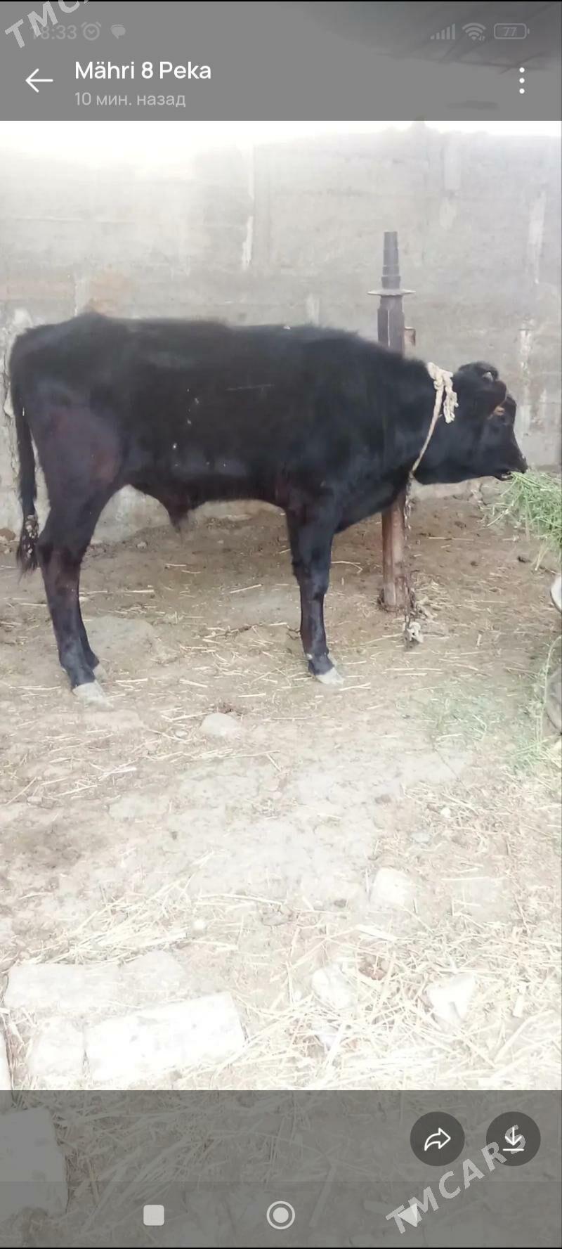 öküz - Ак-Бугдайский этрап - img 3