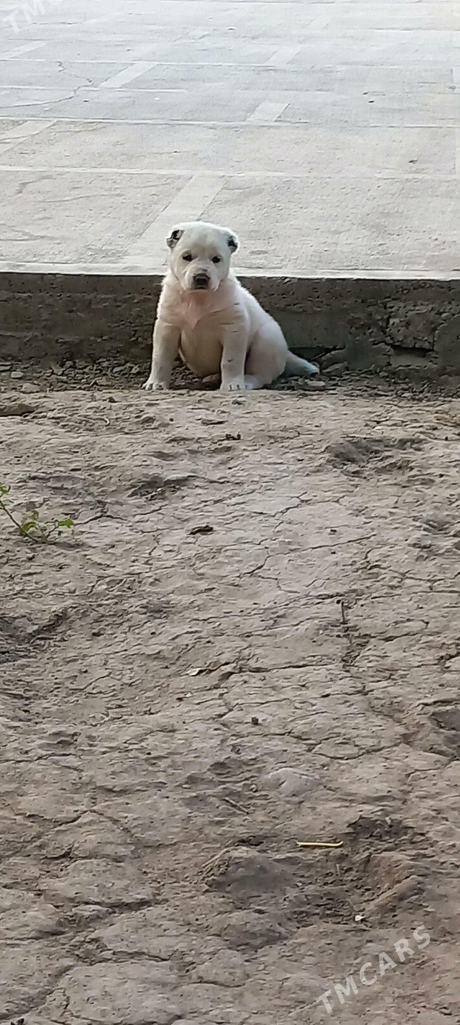 it - Aşgabat - img 5