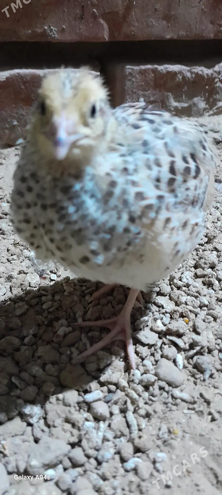 Bedene - Gökdepe - img 1