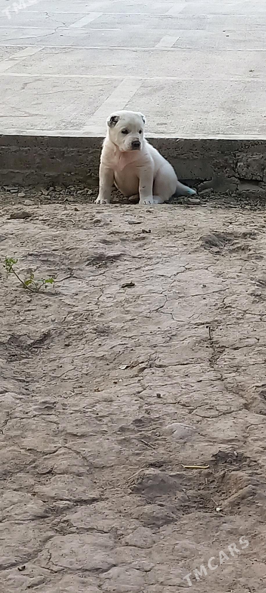 it - Aşgabat - img 6