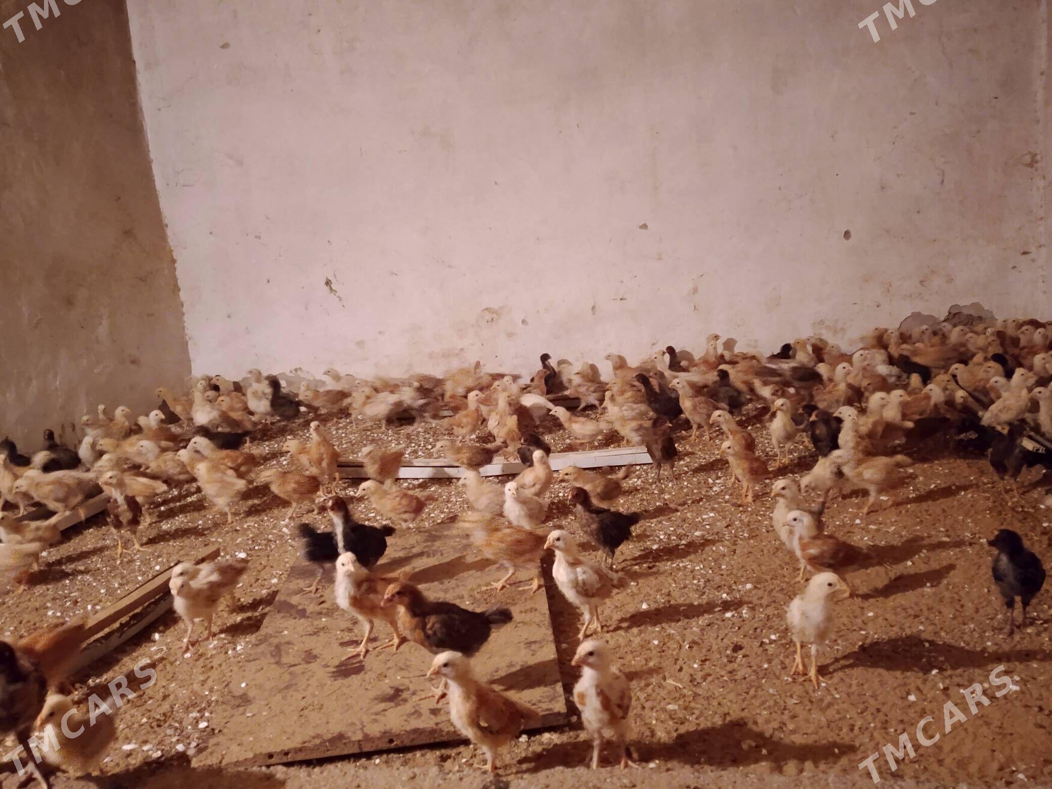 jüje - Şor daça - img 2