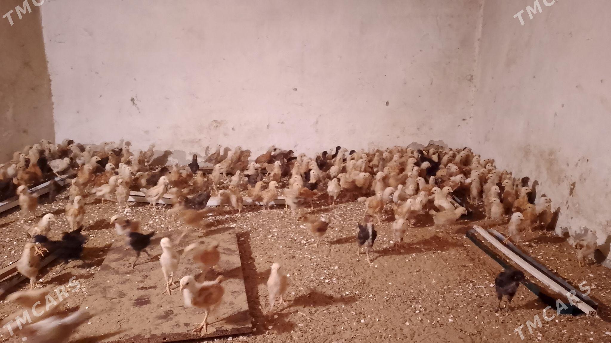 jüje - Şor daça - img 1