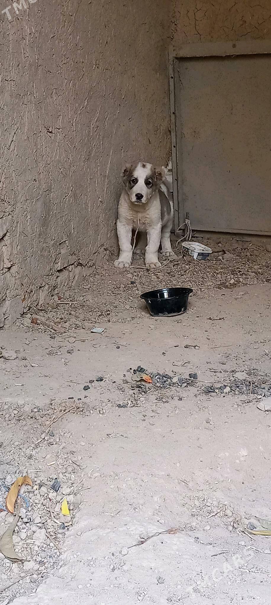 it - Aşgabat - img 1