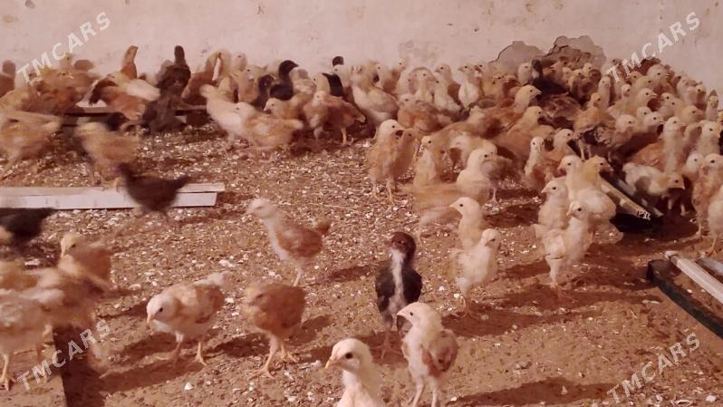 jüje - Şor daça - img 3