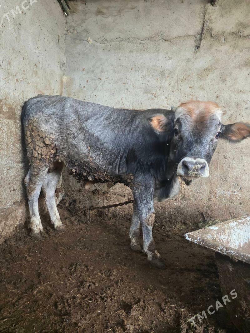 Okuz - Bäherden - img 2