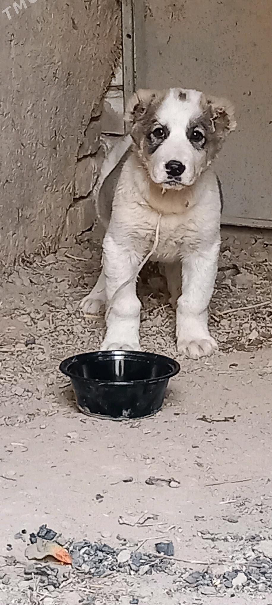 it - Aşgabat - img 3