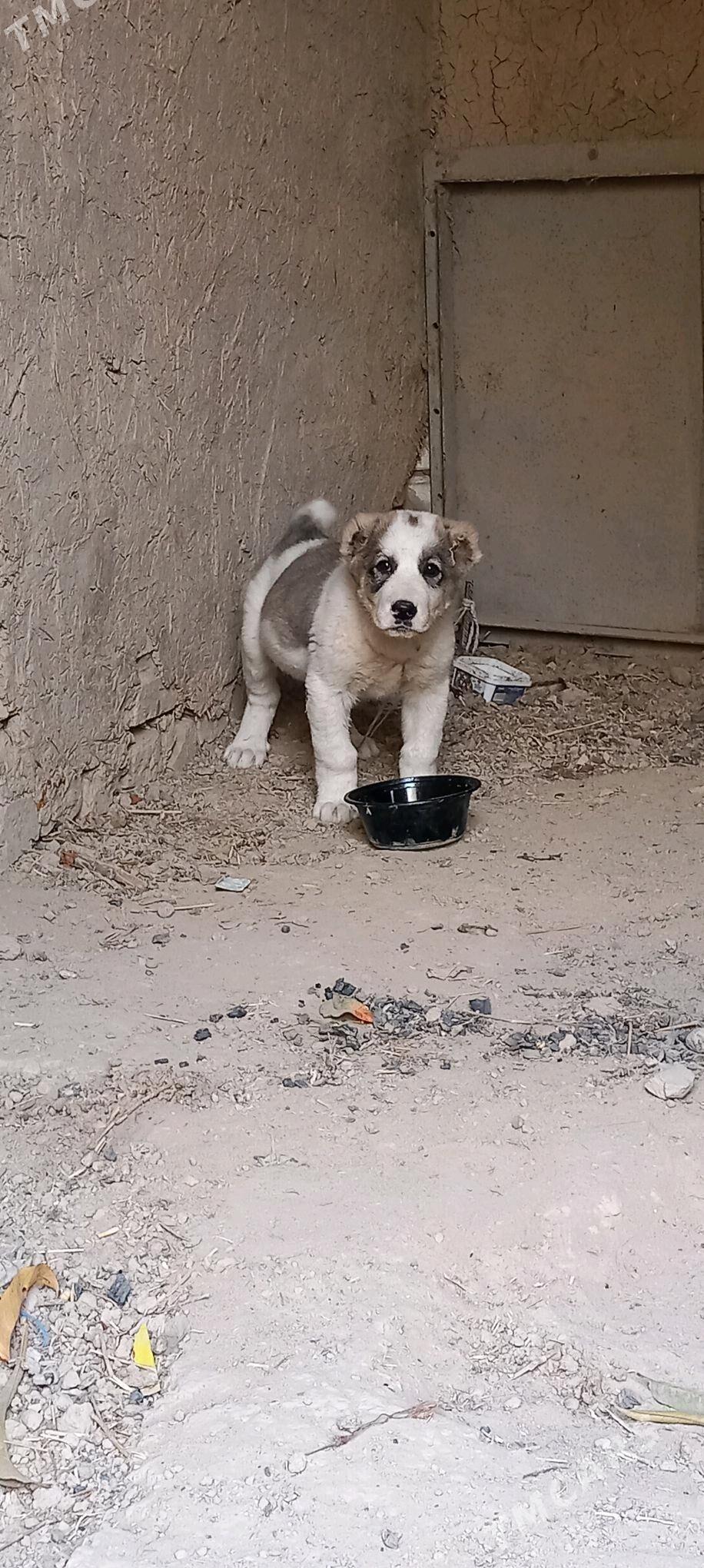 it - Aşgabat - img 2