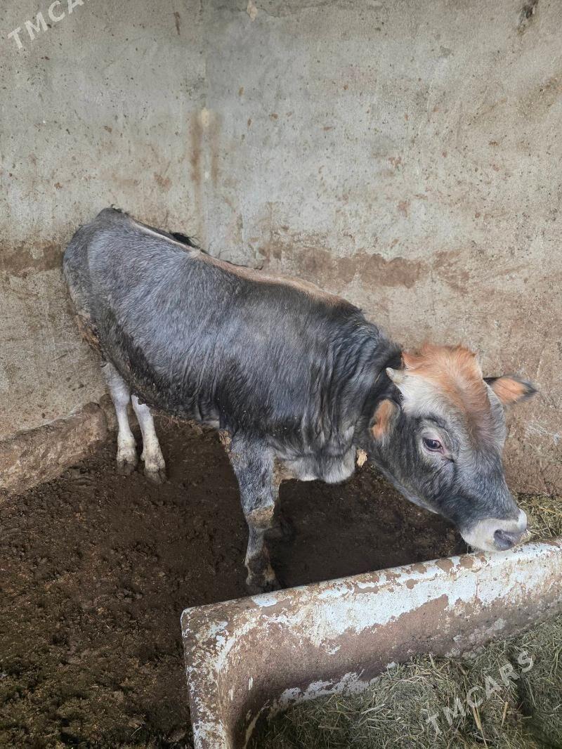 Okuz - Bäherden - img 3