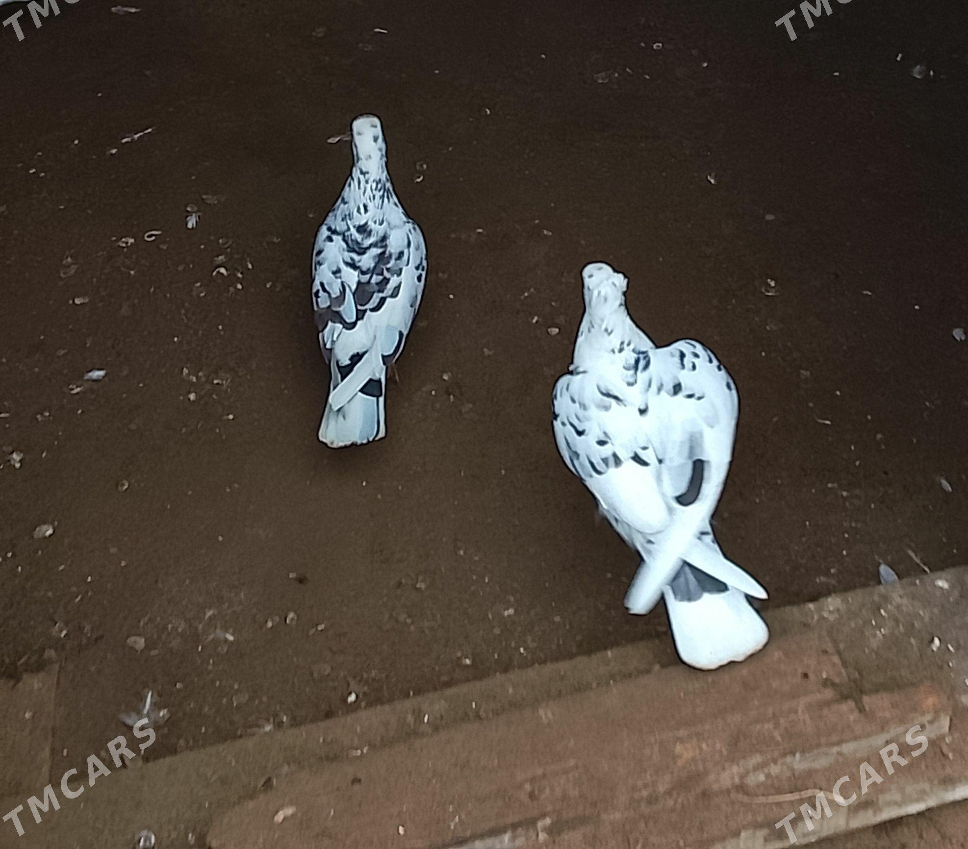 kepderi - Эсенгулы - img 2