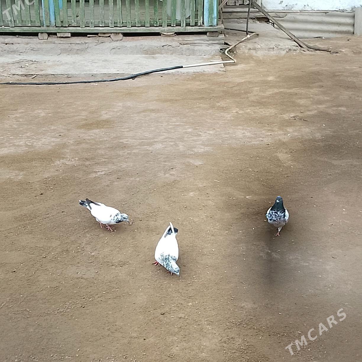 kepderi - Эсенгулы - img 4