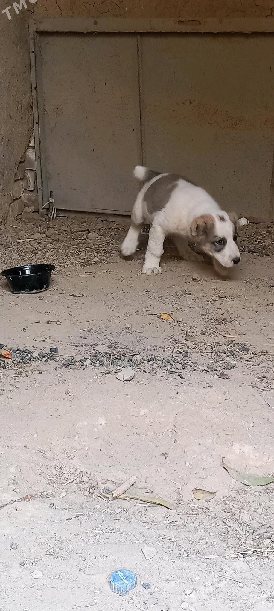 it - Aşgabat - img 5